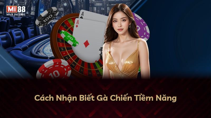 Cách Nhận Biết Gà Chiến Tiềm Năng